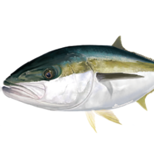 kingfish stickers for your boat