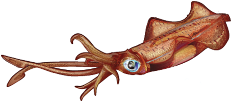 squid decals for marine boats