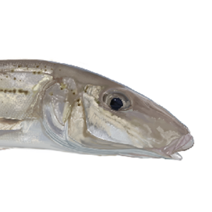 whiting fish marine decals